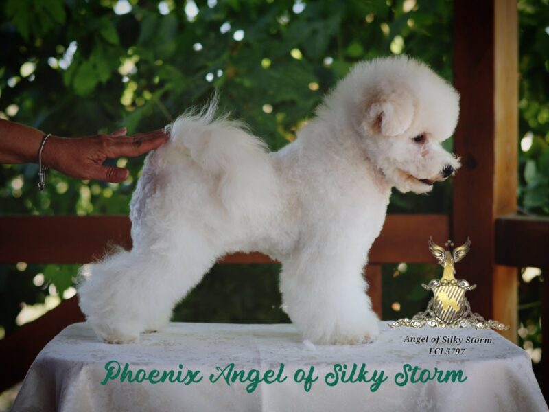 Bichon Frise – piękne szczenięta