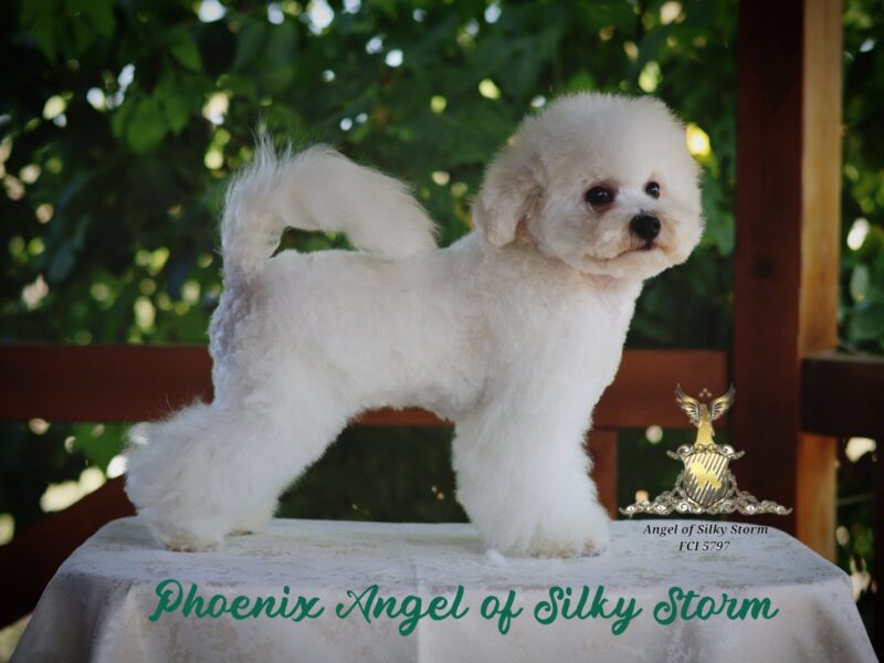Bichon Frise – piękne szczenięta