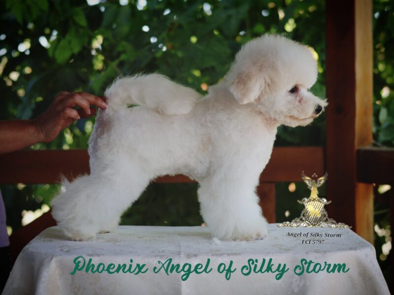 Bichon Frise – piękne szczenięta