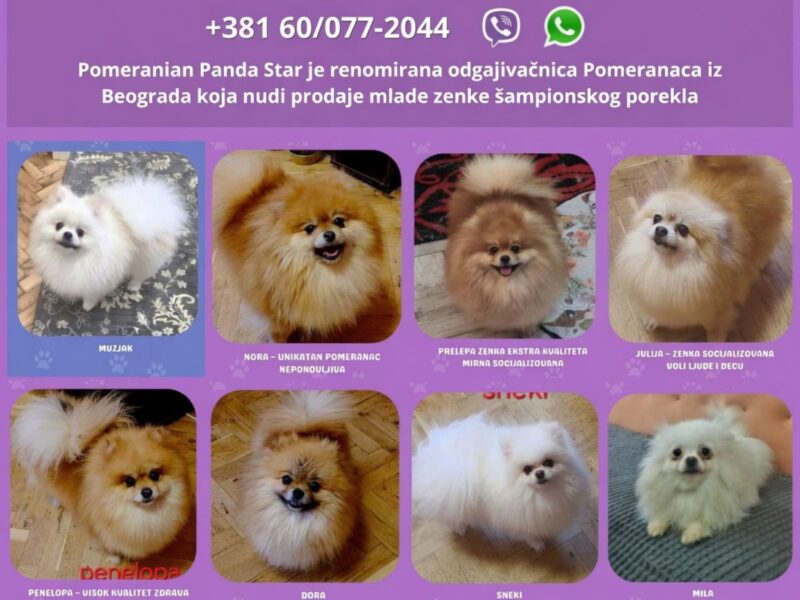 Hodowla pomeranianów oferuje na sprzedaż młode suczki