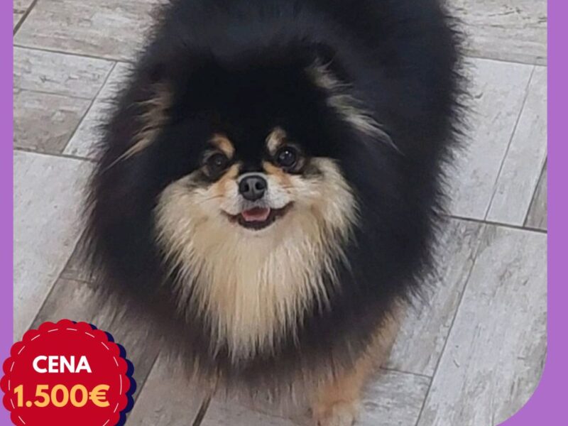 Hodowla pomeranianów oferuje na sprzedaż młode suczki
