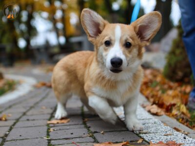 OMO piesek corgi