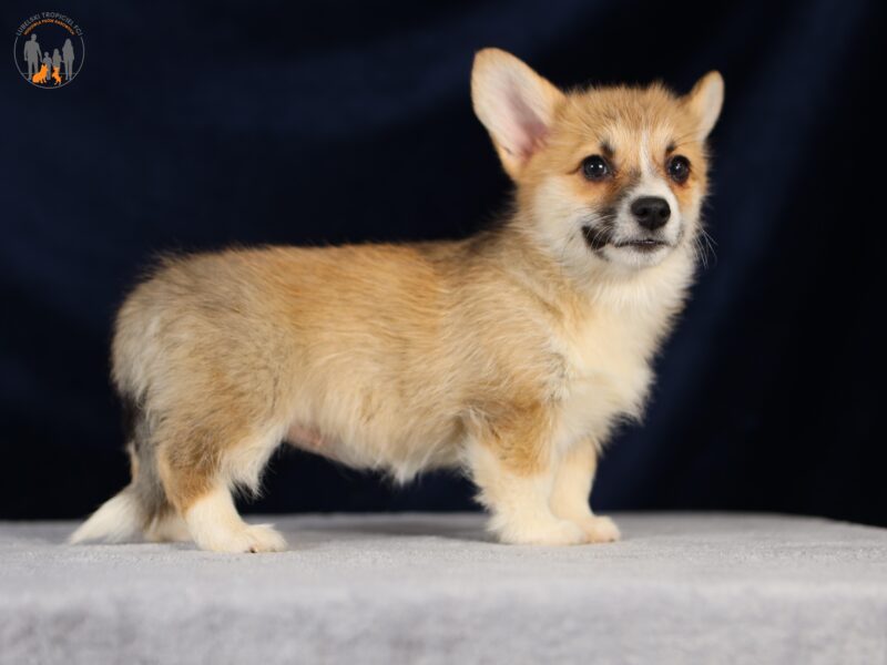 RAWENA suczka corgi