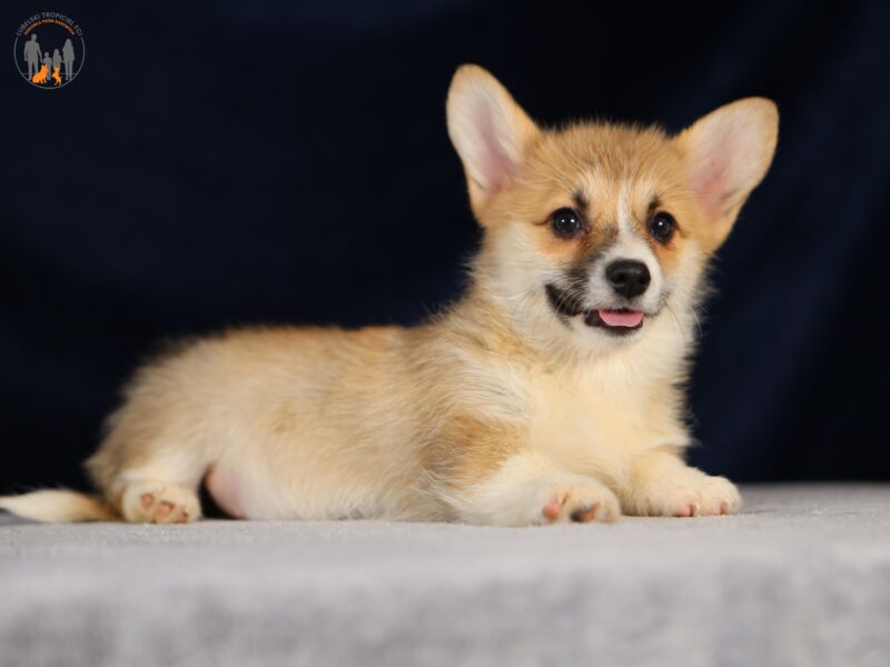 RAWENA suczka corgi