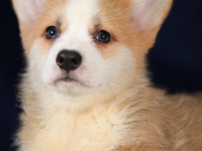 OZI piesek corgi