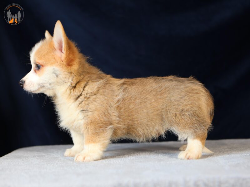 OZI piesek corgi