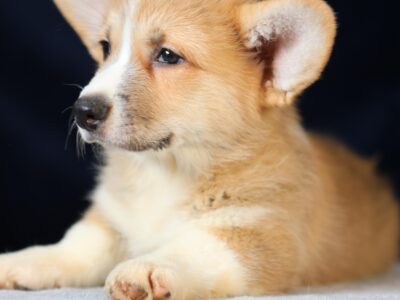 OKI piesek corgi