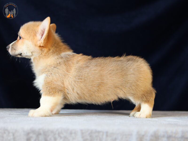OKI piesek corgi