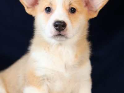 OMO piesek corgi
