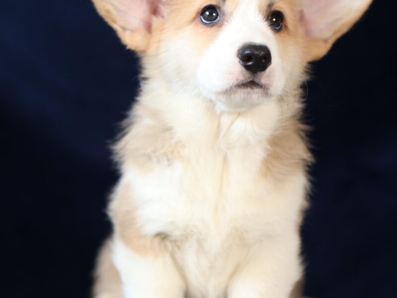 OTIS piesek corgi