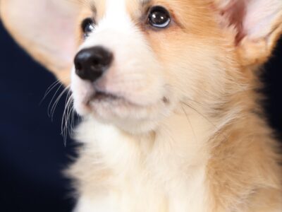 OTIS piesek corgi