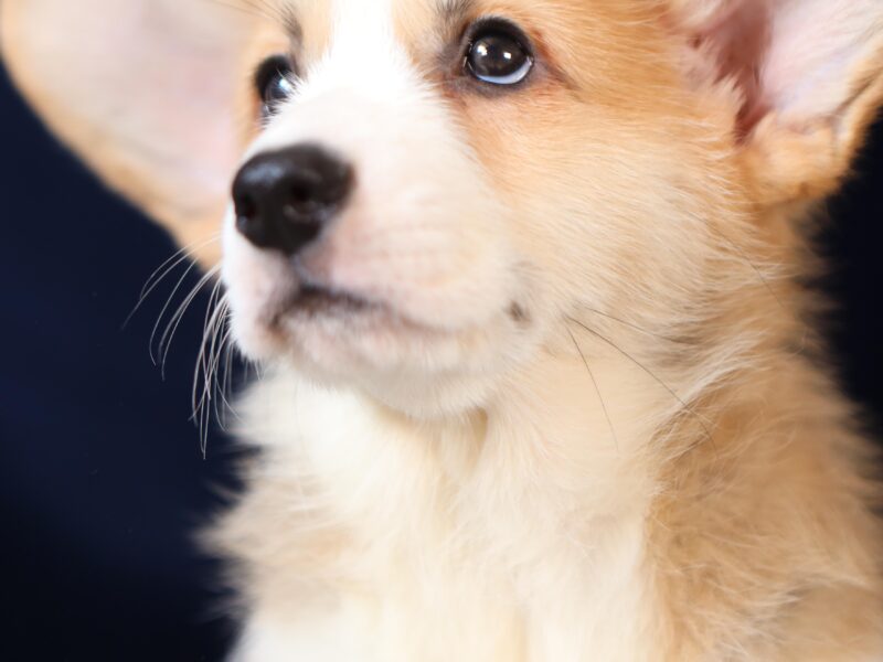 OTIS piesek corgi