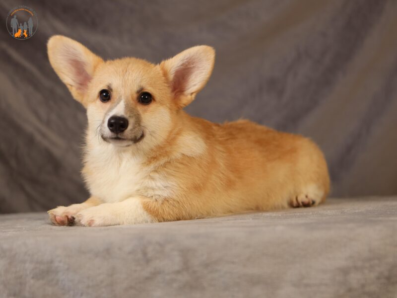 PALOMA suczka corgi