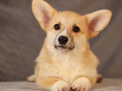 PALOMA suczka corgi