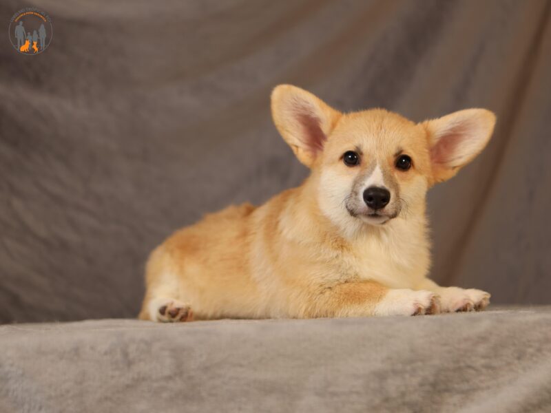 PALOMA suczka corgi