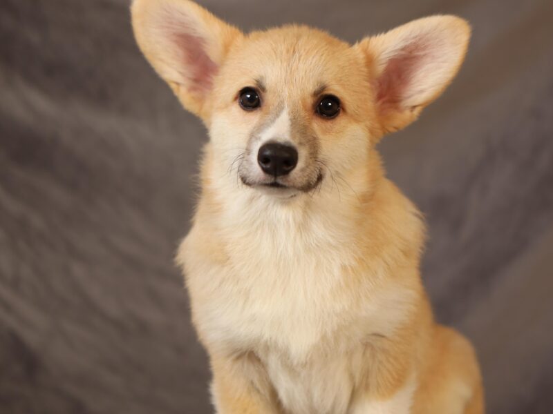 PALOMA suczka corgi