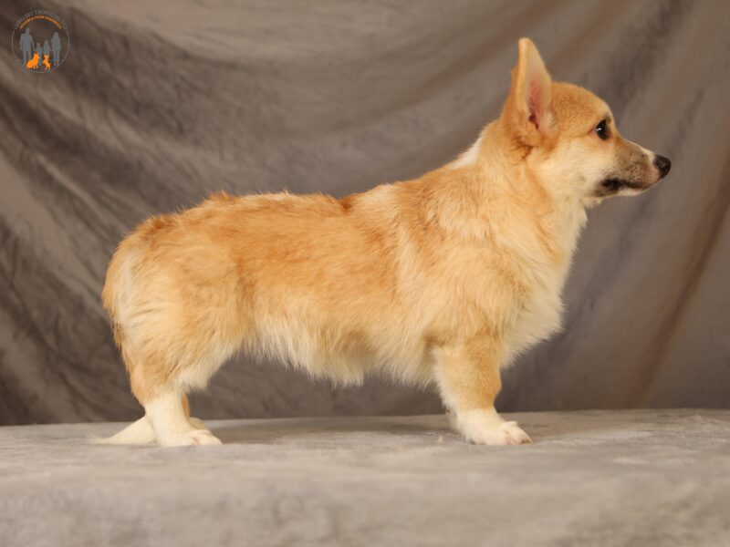 PALOMA suczka corgi