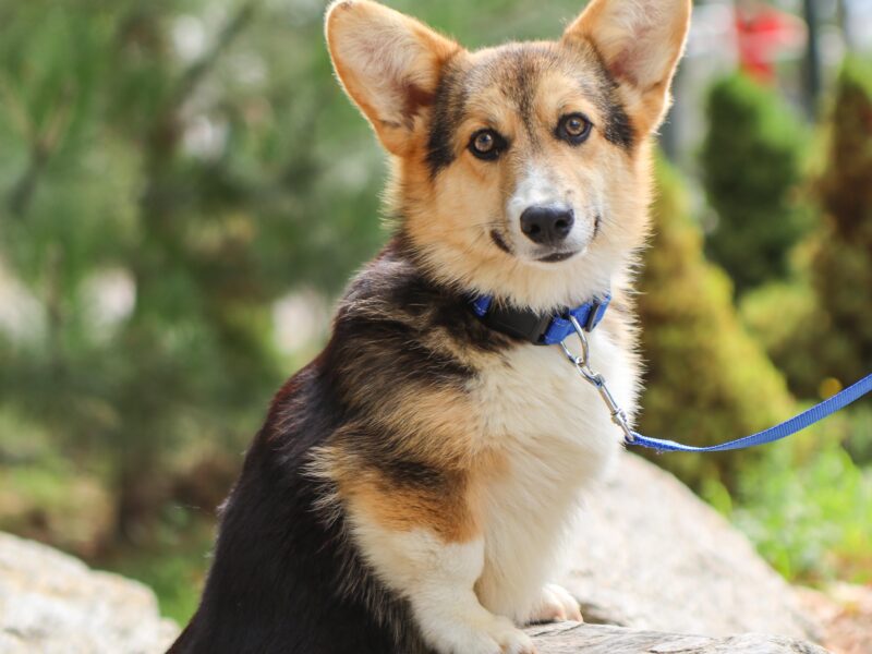 MANGO piesek corgi