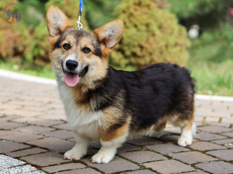 MANGO piesek corgi