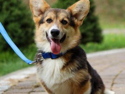 MANGO piesek corgi