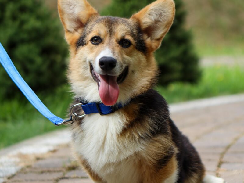 MANGO piesek corgi