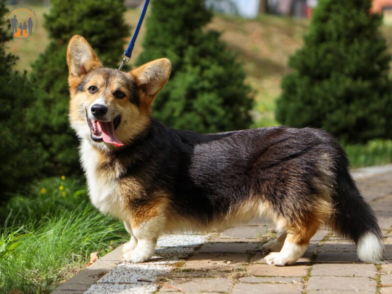 MANGO piesek corgi
