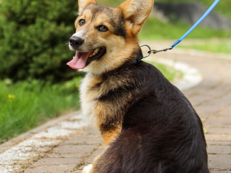 MANGO piesek corgi