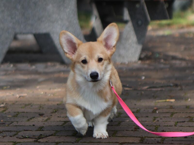 PARIS suczka corgi