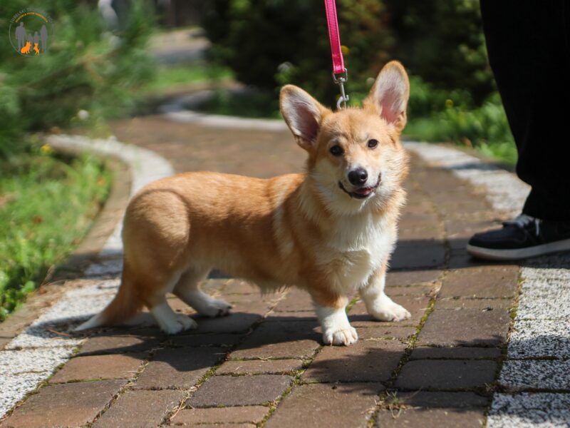 PARIS suczka corgi