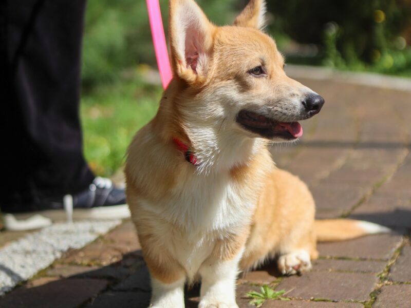 PARIS suczka corgi