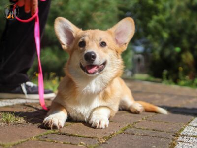 PARIS suczka corgi
