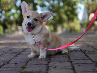 PALOMA suczka corgi