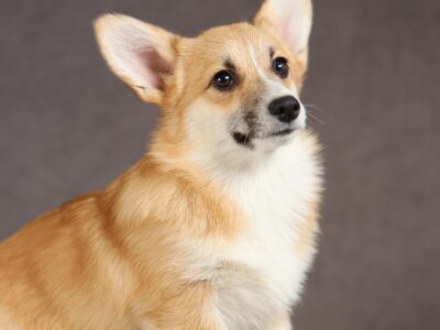 RAWENA suczka corgi