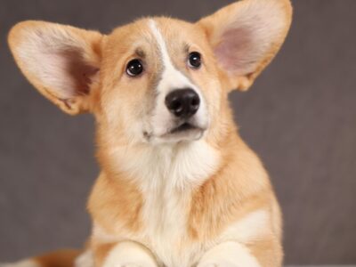 OKI piesek corgi