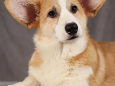 OTIS piesek corgi