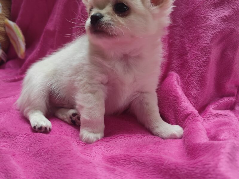 Chihuahua suczka malutka kremowa po Championach