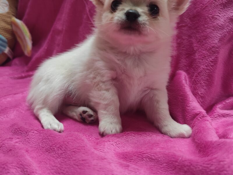 Chihuahua suczka malutka kremowa po Championach