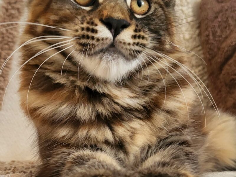 Kocięta Maine Coon