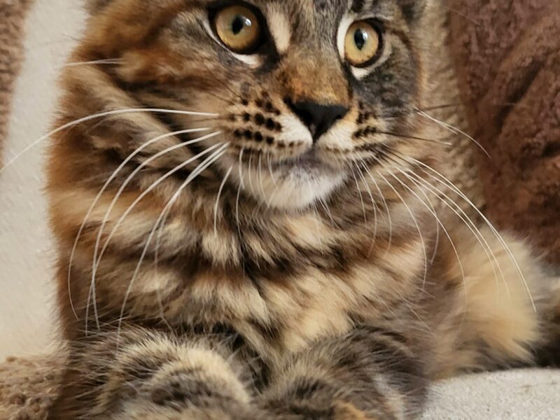 Kocięta Maine Coon