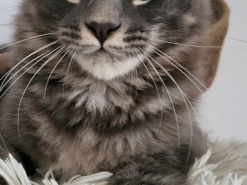 Kocięta Maine Coon