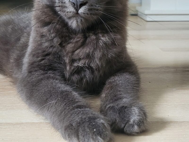 Kocięta Maine Coon