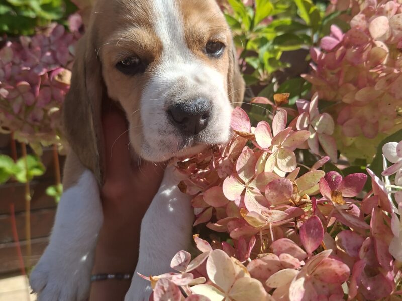 Beagle ZKwP