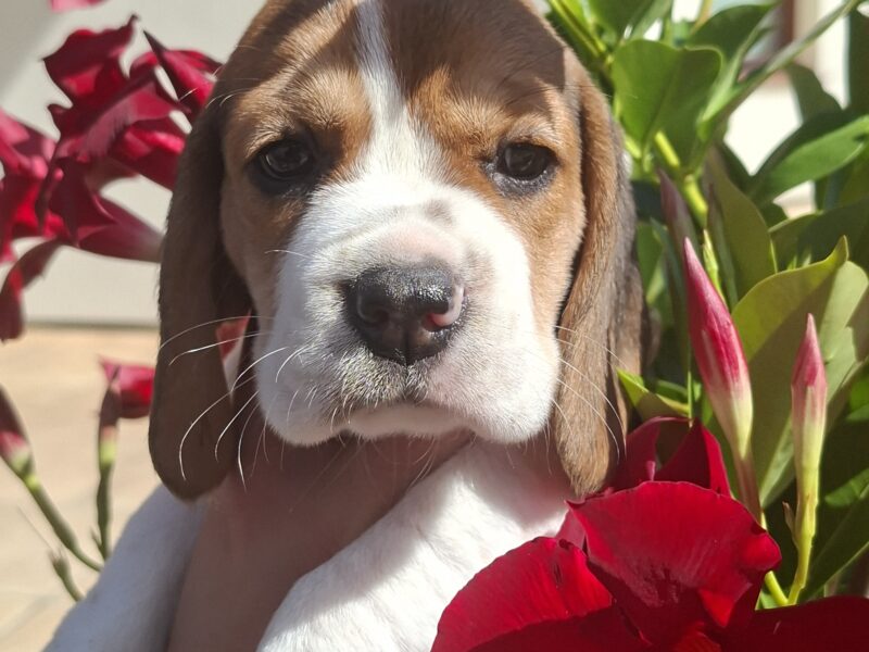 Beagle ZKwP