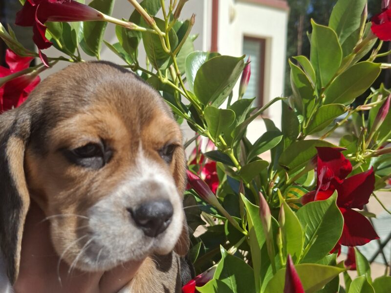 Beagle ZKwP