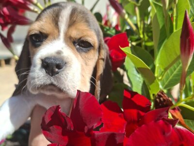 Beagle ZKwP