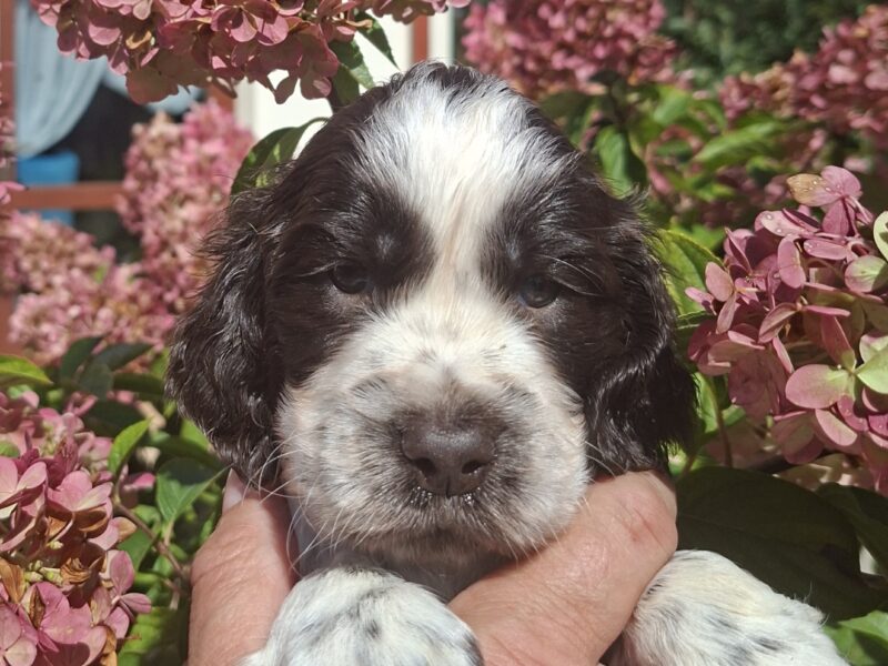 Springer Spaniel Angielski ZKwP