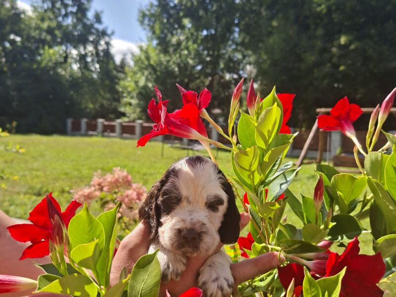 Springer Spaniel Angielski ZKwP