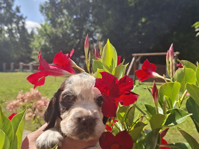 Springer Spaniel Angielski ZKwP