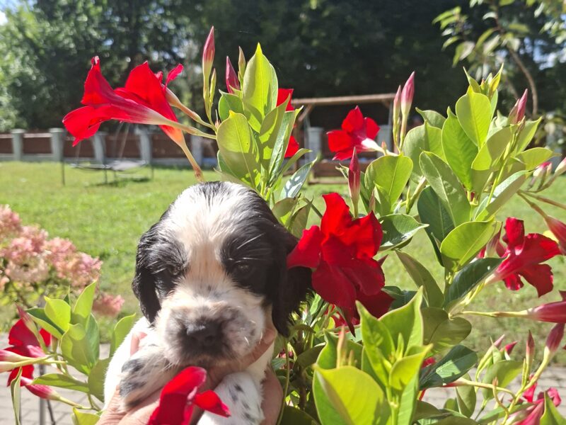 Springer Spaniel Angielski ZKwP