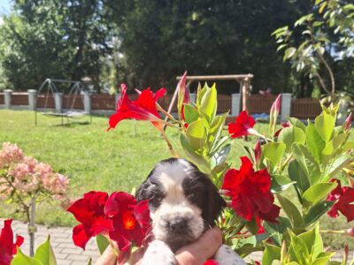 Springer Spaniel Angielski ZKwP